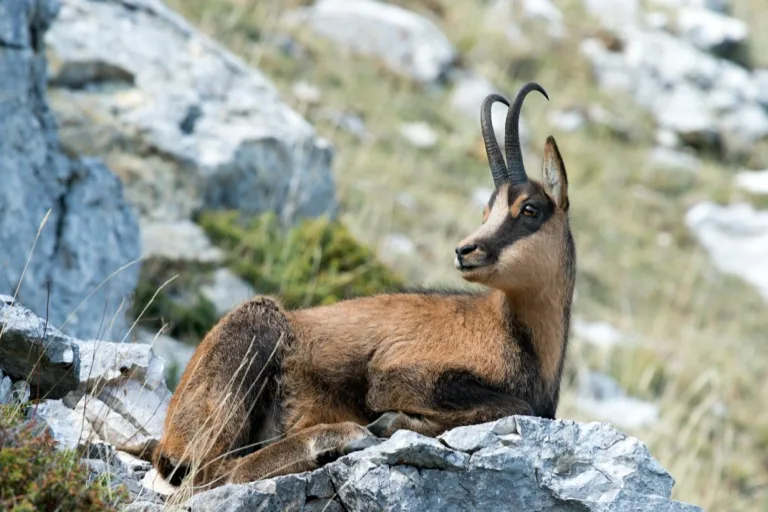 Abruzzo, Lazio e Molise National Park