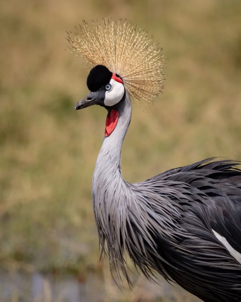 Amboseli National Park 2