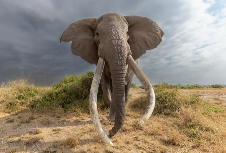 Amboseli National Park 1