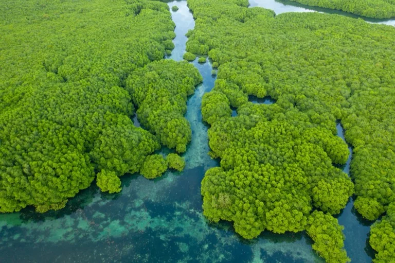 Anavilhanas National Park 2