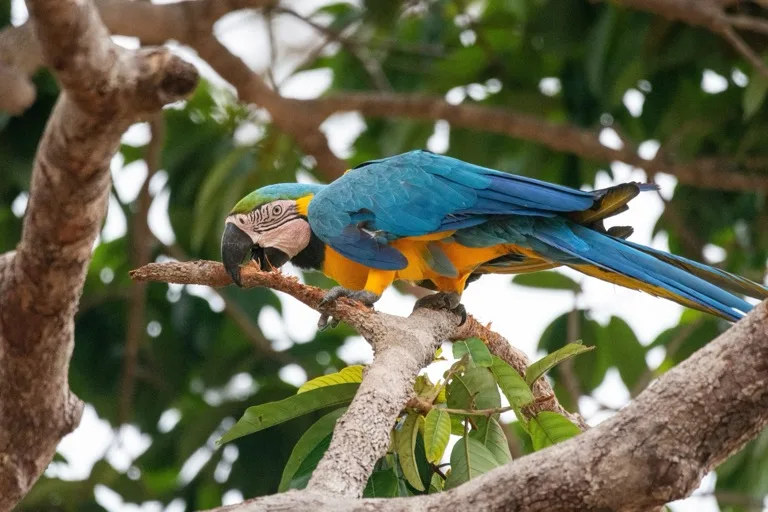 Anavilhanas National Park