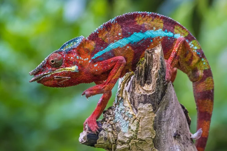 Andasibe-Mantadia National Park 1