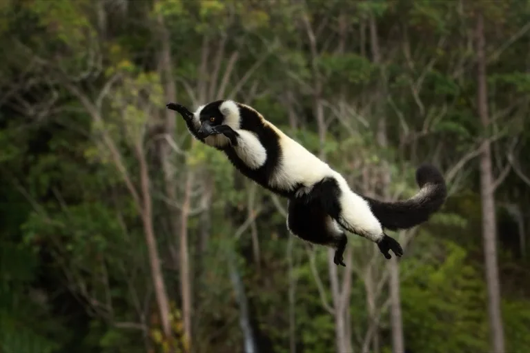 Andasibe-Mantadia National Park