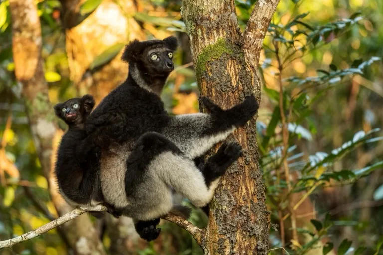Andasibe-Mantadia National Park 2