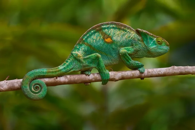 Andasibe-Mantadia National Park 3