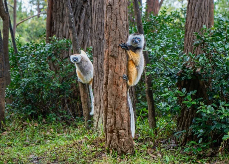 Andasibe-Mantadia National Park 4