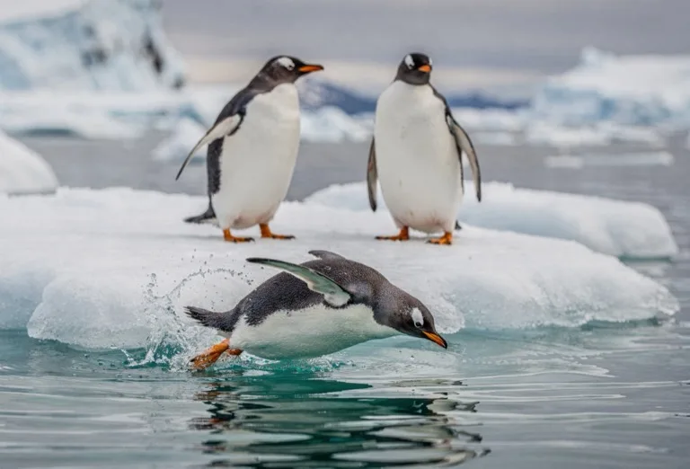 Antarctic Peninsula Protected Areas