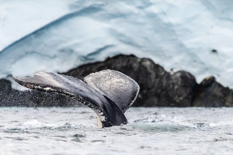 Antarctic Peninsula Protected Areas 3