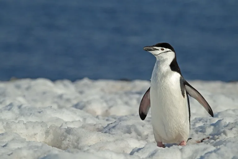 Antarctic Peninsula Protected Areas 2