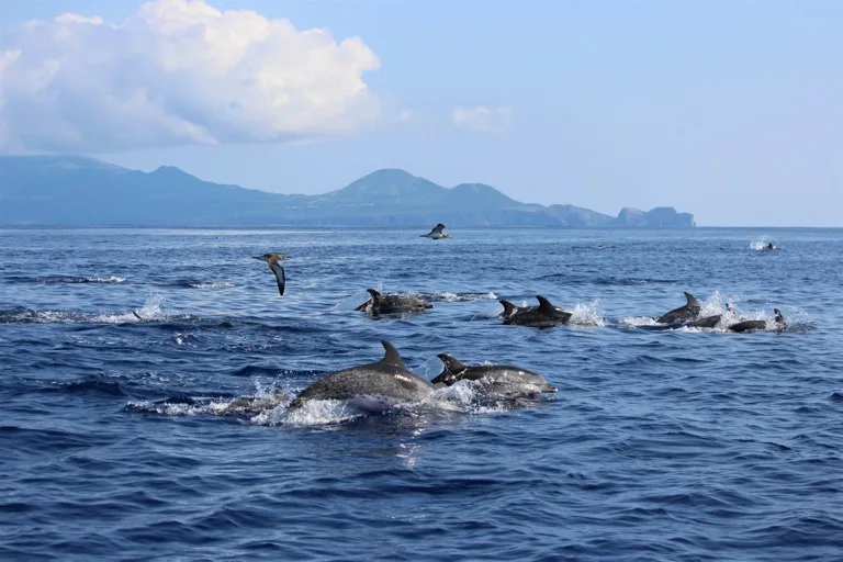 Azores 1