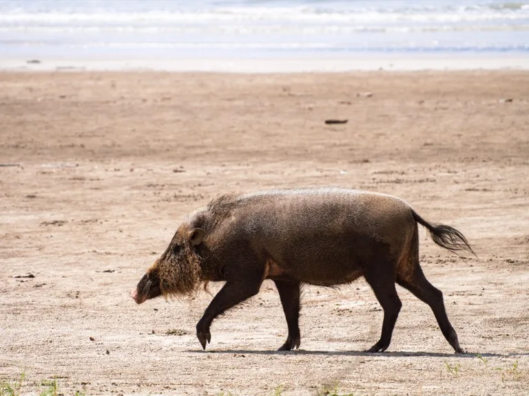 Bako National Park 6