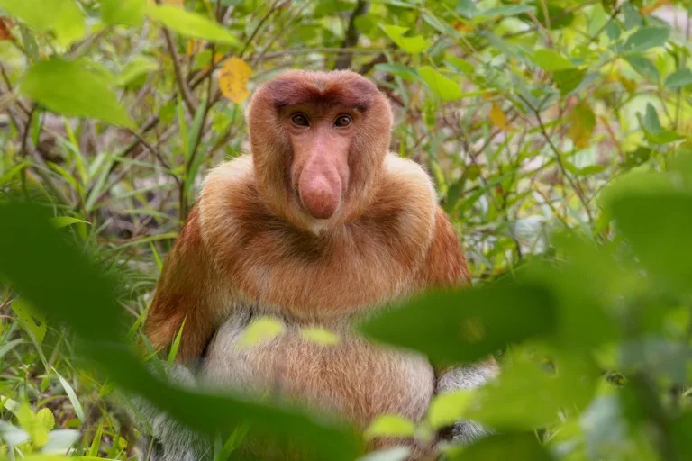Bako National Park