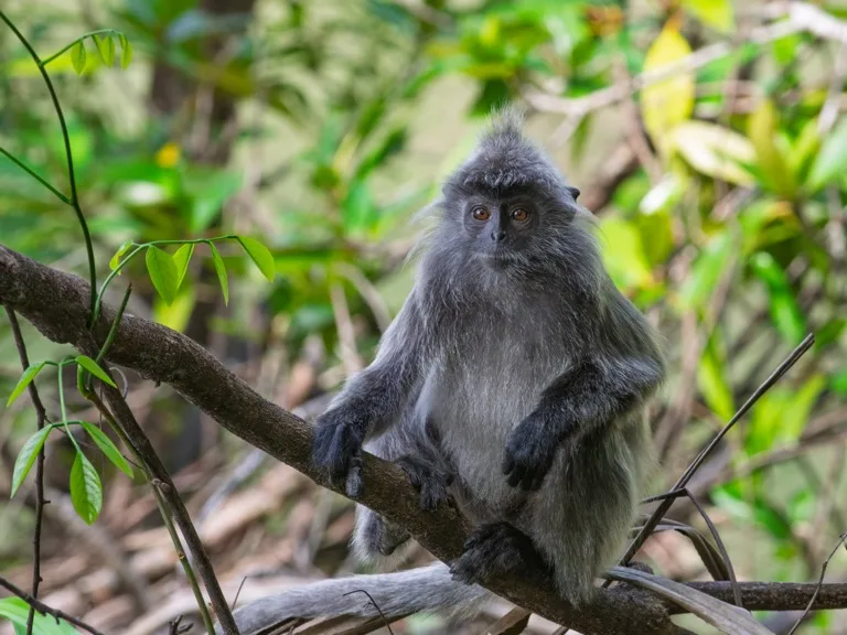 Bako National Park 4