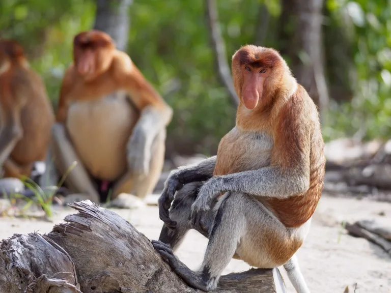 Bako National Park 3