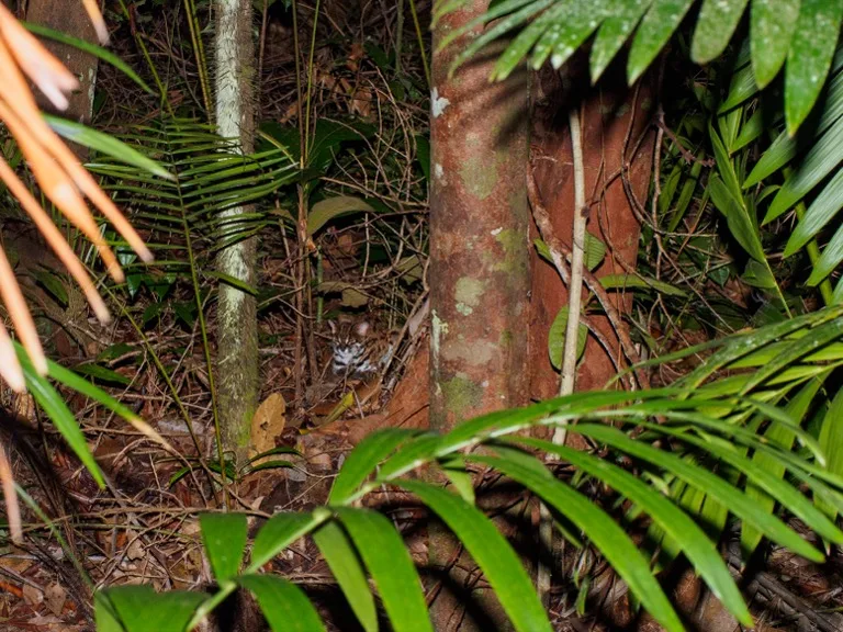 Bako National Park 8