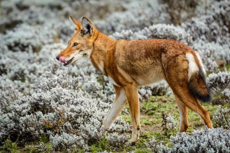 Bale Mountains National Park