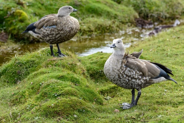 Bale Mountains National Park 1
