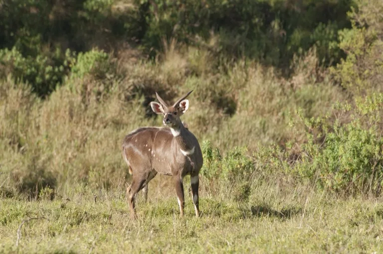Bale Mountains National Park 2