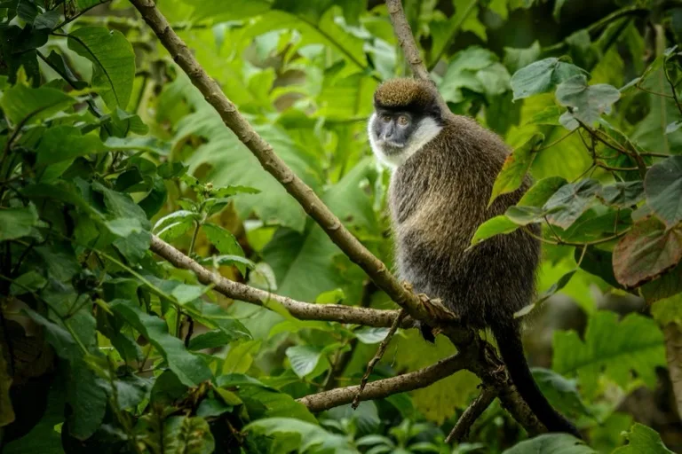 Bale Mountains National Park 3