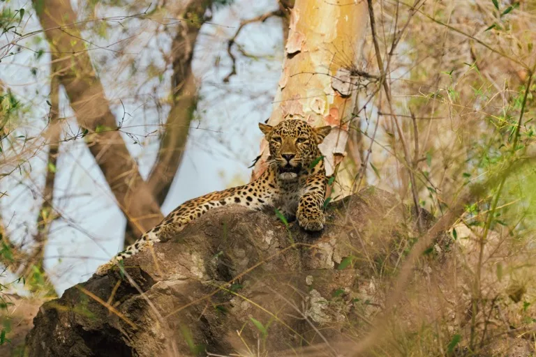 Bandhavgarh National Park 2