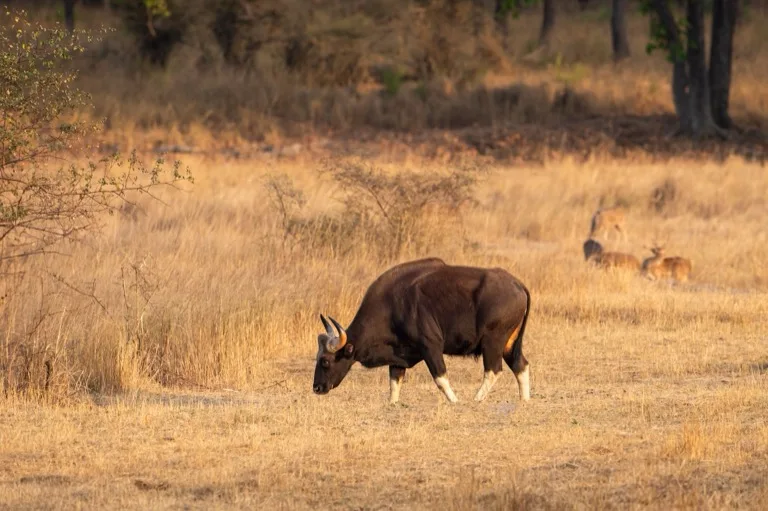 Bandhavgarh National Park 1