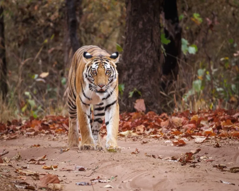 Bandhavgarh National Park