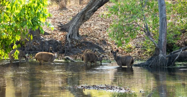 Bandhavgarh National Park 3