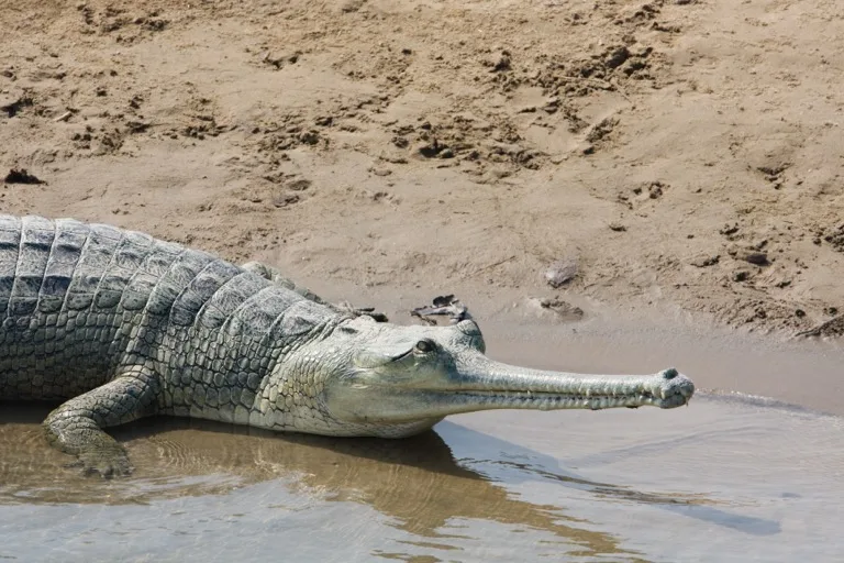 Bardia National Park 3