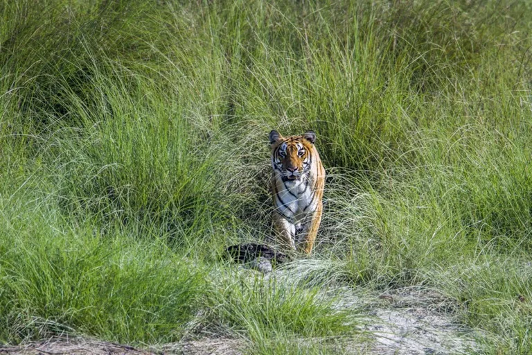 Bardia National Park 1