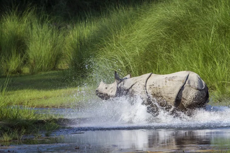 Bardia National Park 2