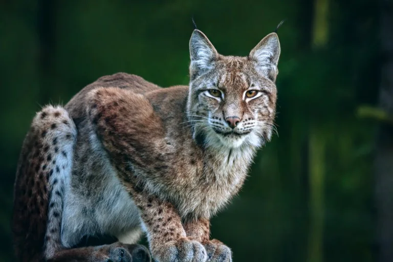 Bialowieza Forest 2