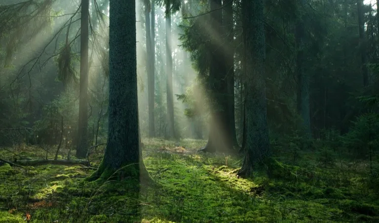 Bialowieza Forest 4