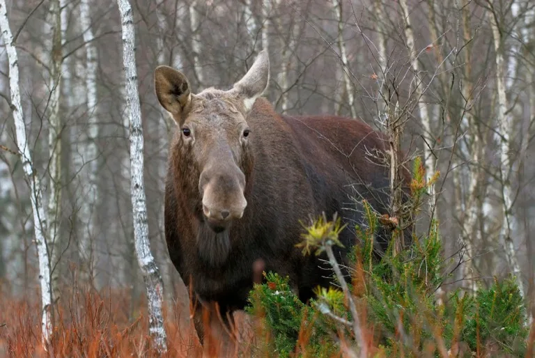 Biebrza National Park