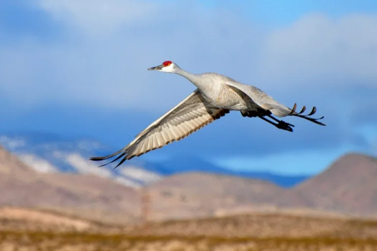Bosque del Apache National Wildlife Refuge