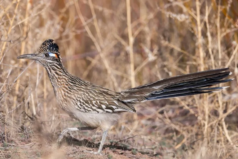Bosque del Apache National Wildlife Refuge 2