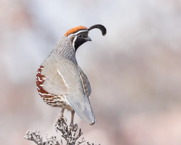 Bosque del Apache National Wildlife Refuge 3