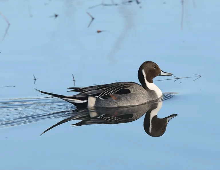 Bosque del Apache National Wildlife Refuge 4