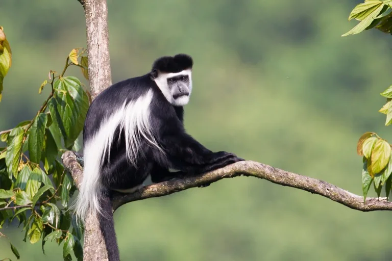 Bwindi Impenetrable National Park 1