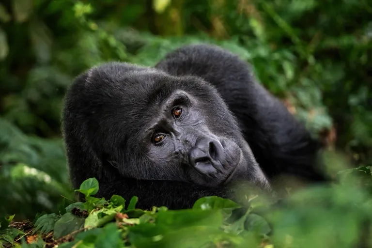 Bwindi Impenetrable National Park