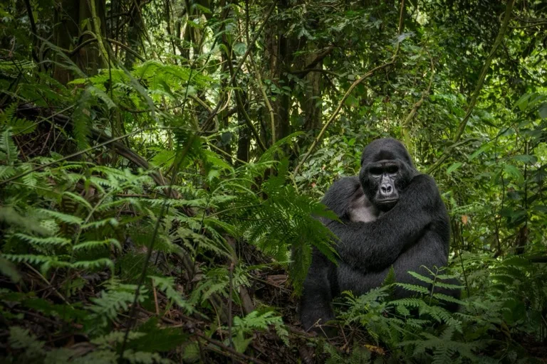 Bwindi Impenetrable National Park 2