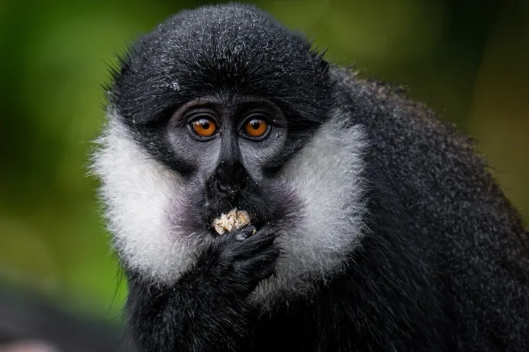 Bwindi Impenetrable National Park 3