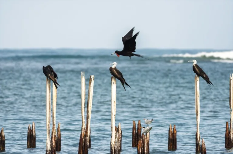 Cahuita National Park 3