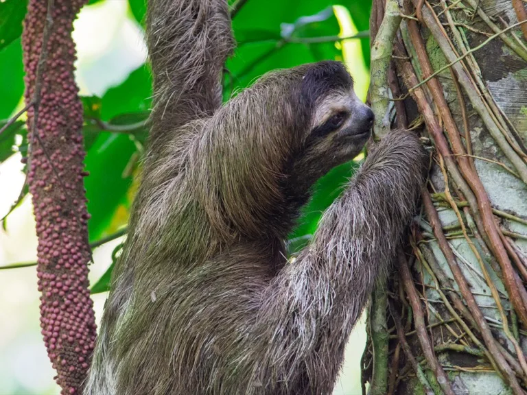 Cahuita National Park 1