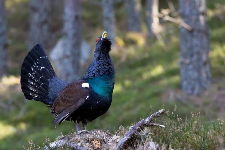 Cairngorms National Park