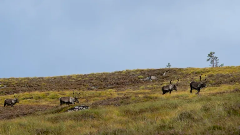 Cairngorms National Park 2