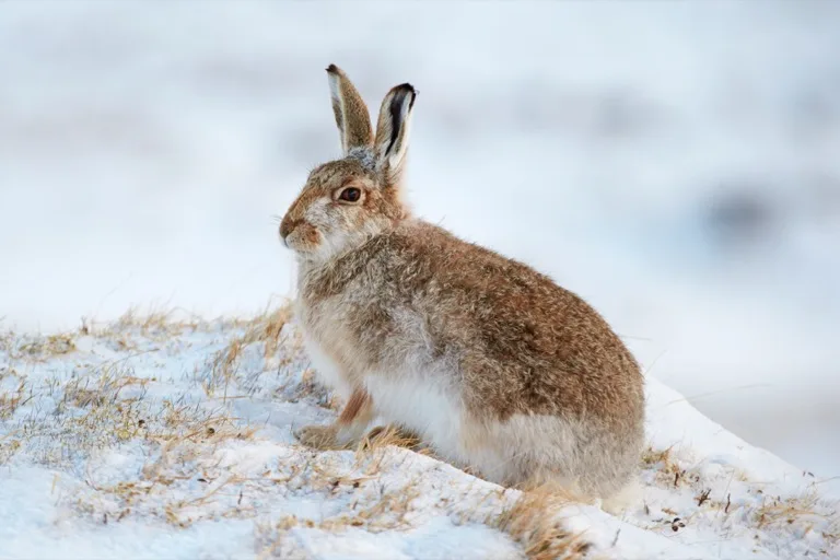 Cairngorms National Park 1