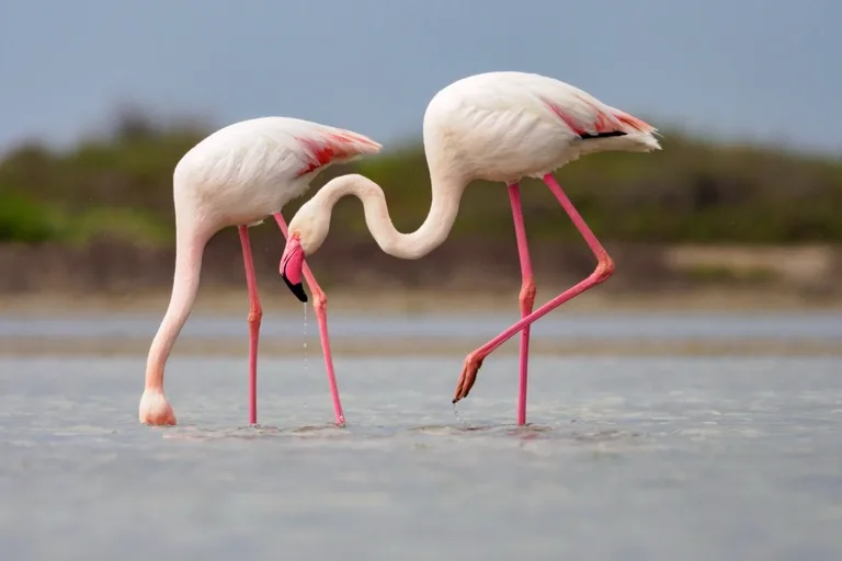 Camargue