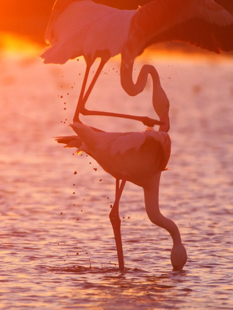 Camargue 2