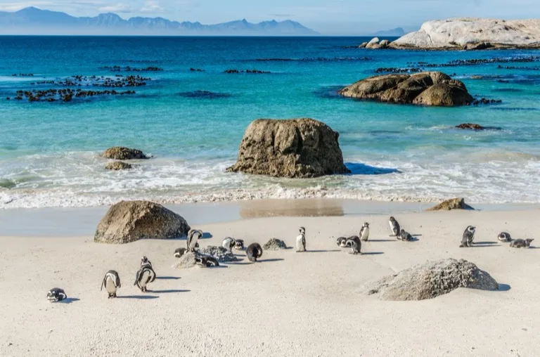 Cape Peninsula & De Hoop 2
