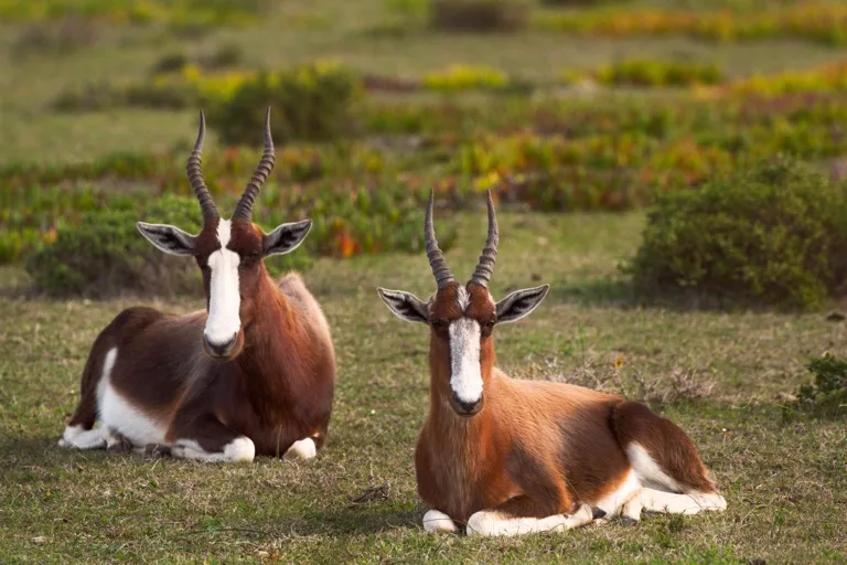 Cape Peninsula & De Hoop